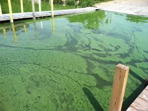 algae bloom