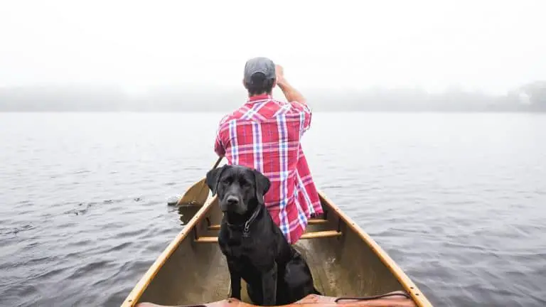 Everything You Should Know About Boating With a Dog