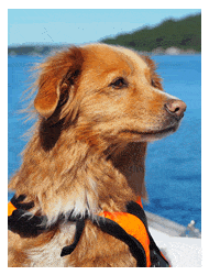 dog on a boat